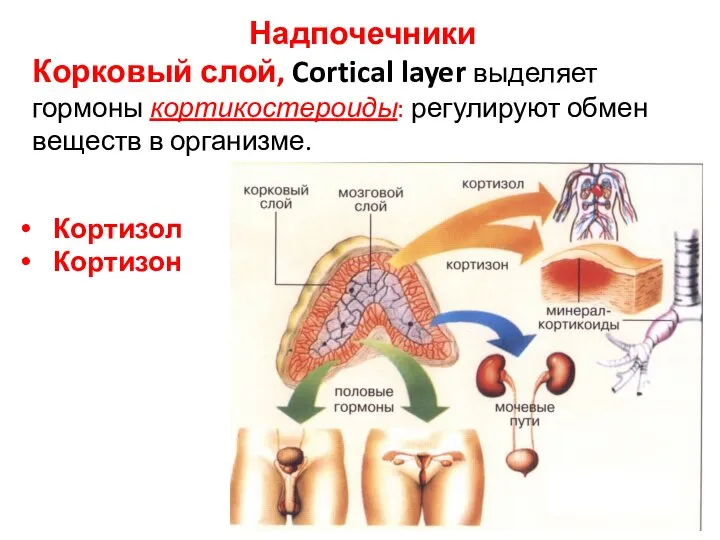 Надпочечники Корковый слой, Cortical layer выделяет гормоны кортикостероиды: регулируют обмен веществ в организме. Кортизол Кортизон