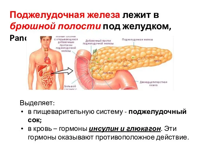 Поджелудочная железа лежит в брюшной полости под желудком, Pancreas. Выделяет: в пищеварительную