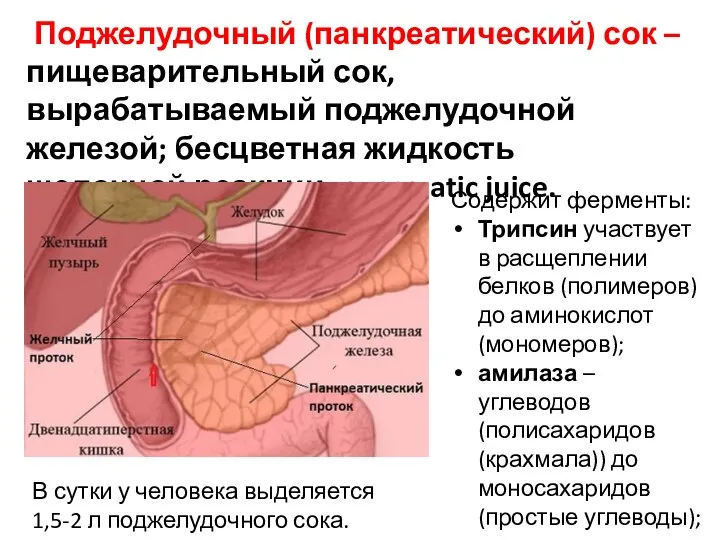 Поджелудочный (панкреатический) сок – пищеварительный сок, вырабатываемый поджелудочной железой; бесцветная жидкость щелочной