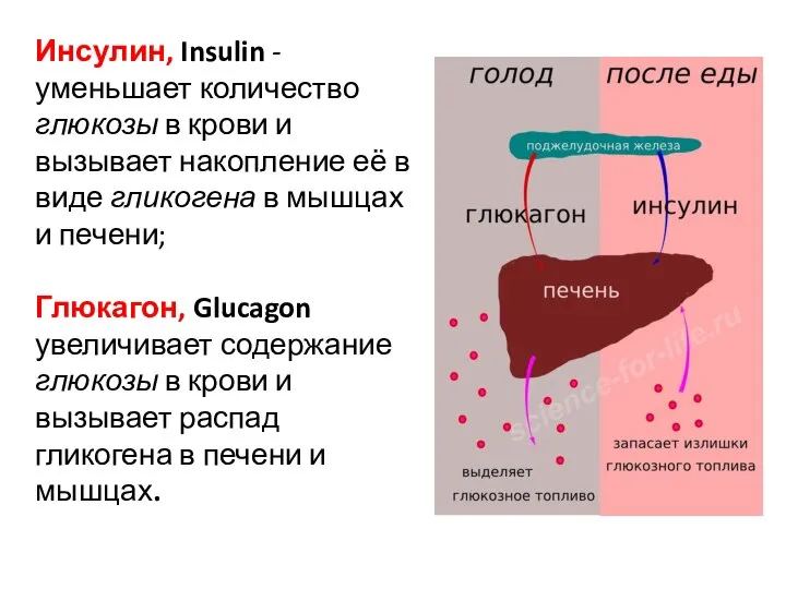 Инсулин, Insulin - уменьшает количество глюкозы в крови и вызывает накопление её
