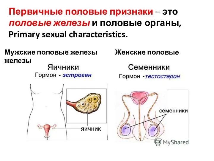 Первичные половые признаки – это половые железы и половые органы, Primary sexual