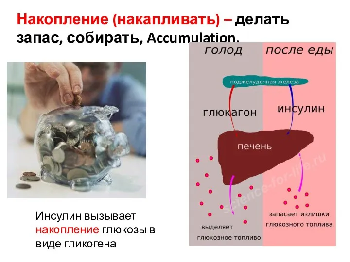 Накопление (накапливать) – делать запас, собирать, Accumulation. Инсулин вызывает накопление глюкозы в виде гликогена