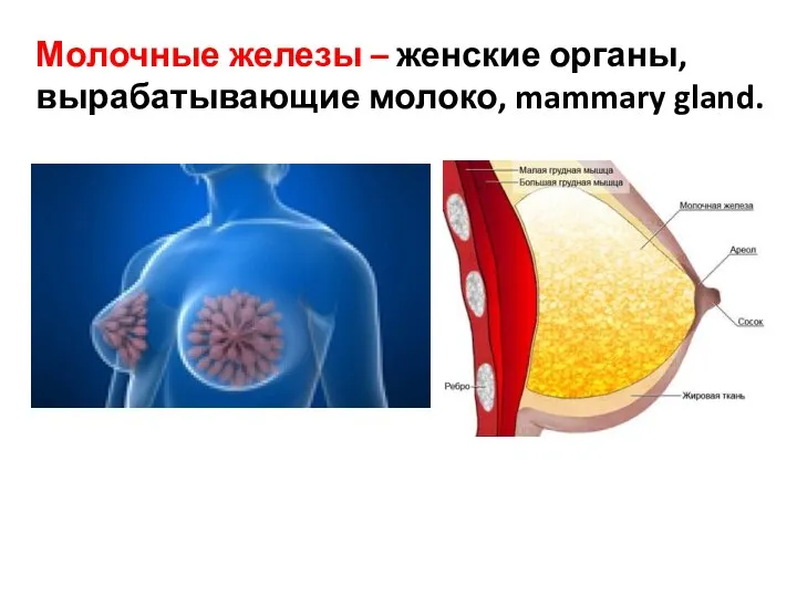 Молочные железы – женские органы, вырабатывающие молоко, mammary gland.