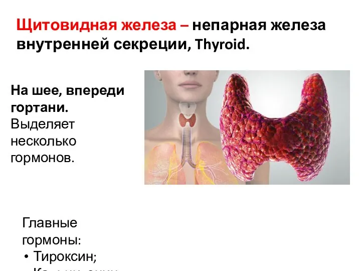 Щитовидная железа – непарная железа внутренней секреции, Thyroid. Главные гормоны: Тироксин; Кальцитонин.