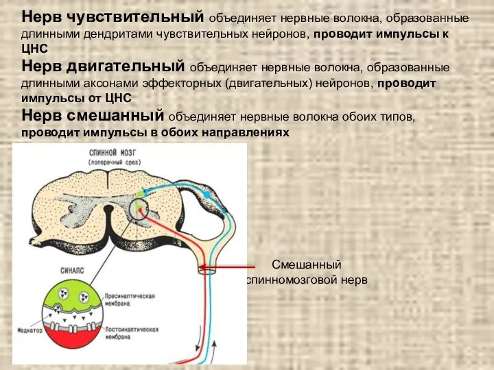 Нерв чувствительный объединяет нервные волокна, образованные длинными дендритами чувствительных нейронов, проводит импульсы