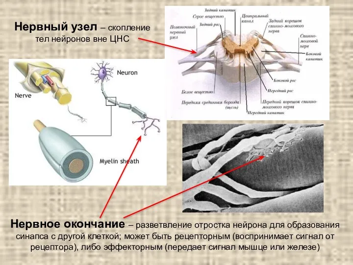 Нервный узел – скопление тел нейронов вне ЦНС Нервное окончание – разветвление