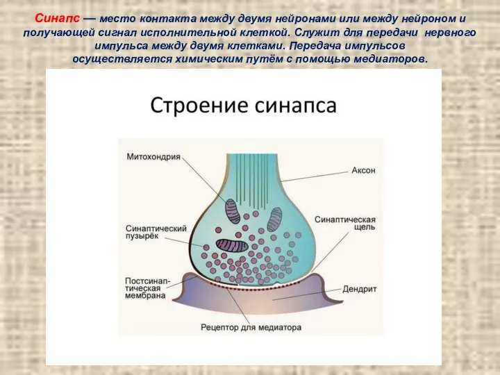 Синапс — место контакта между двумя нейронами или между нейроном и получающей