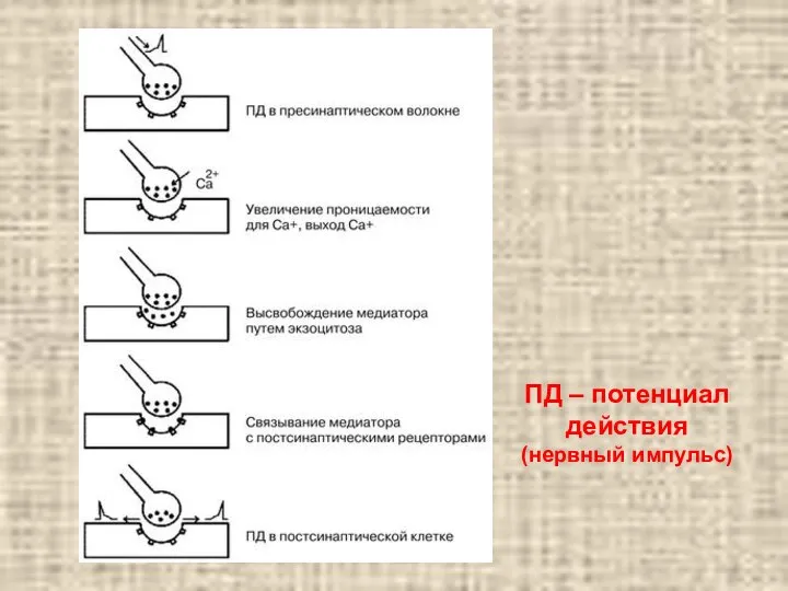 ПД – потенциал действия (нервный импульс)