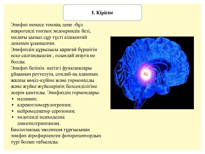 І. Кіріспе Эпифиз немесе томпақ дене -бұл неврогенді топтың эндокриндік безі, мидағы