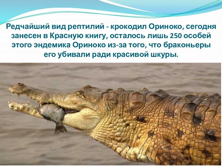 Редчайший вид рептилий - крокодил Ориноко, сегодня занесен в Красную книгу, осталось