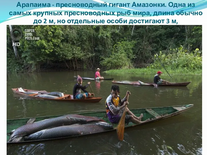 Арапаима - пресноводный гигант Амазонки. Одна из самых крупных пресноводных рыб мира,