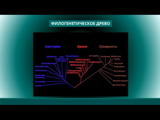 ФИЛОГЕНЕТИЧЕСКОЕ ДРЕВО