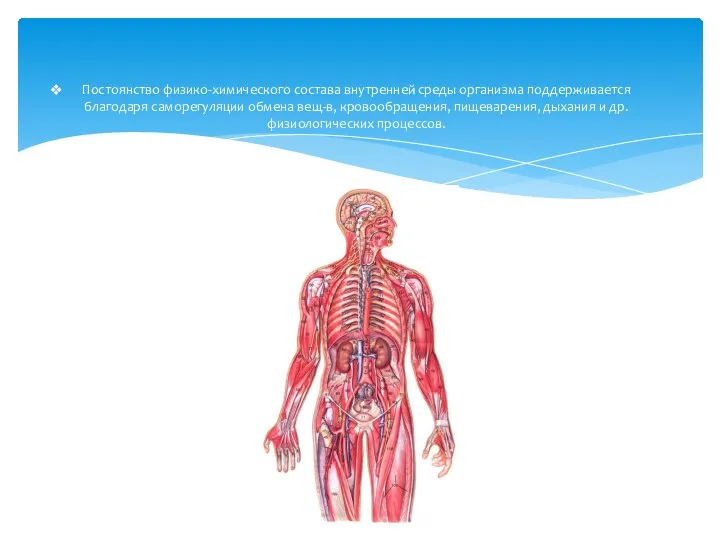 Постоянство физико-химического состава внутренней среды организма поддерживается благодаря саморегуляции обмена вещ-в, кровообращения,