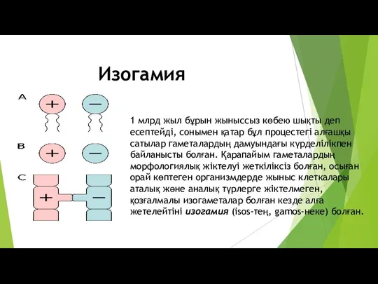 1 млрд жыл бұрын жыныссыз көбею шықты деп есептейді, сонымен қатар бұл