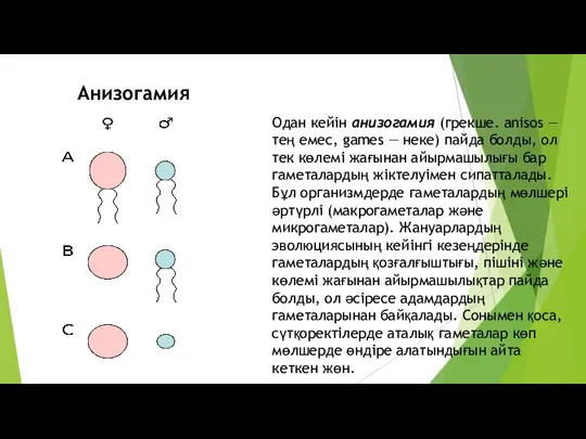 Одан кейін анизогамия (грекше. anisos — тең емес, games — неке) пайда