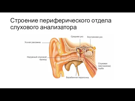 Строение периферического отдела слухового анализатора
