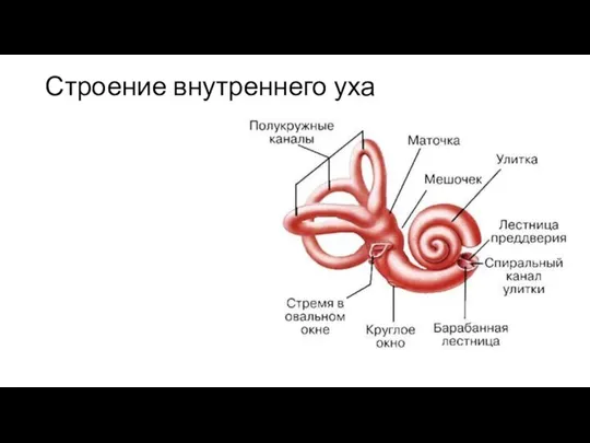 Строение внутреннего уха