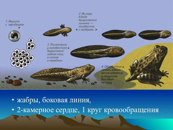 жабры, боковая линия, 2-камерное сердце, 1 круг кровообращения