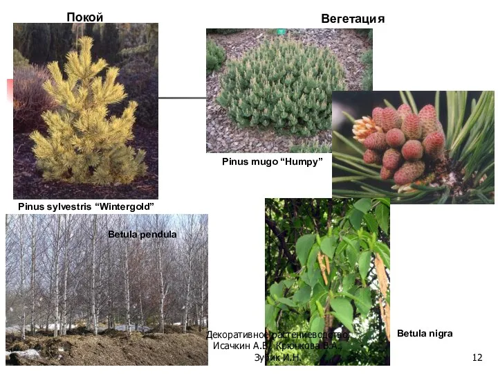 Покой Вегетация Pinus sylvestris “Wintergold” Betula pendula Pinus mugo “Humpy” Betula nigra