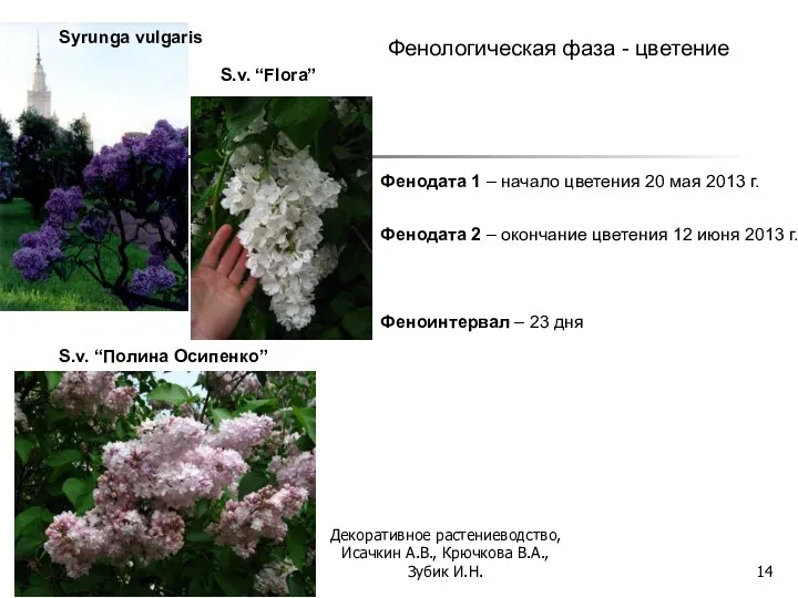 Фенологическая фаза - цветение Фенодата 1 – начало цветения 20 мая 2013