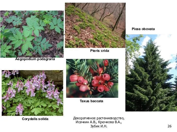 Aegopodium podagraria Corydalis solida Pteris crida Taxus baccata Picea obovata Декоративное растениеводство,