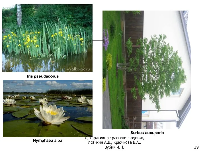 Iris pseudacorus Nymphaea alba Sorbus aucuparia Декоративное растениеводство, Исачкин А.В., Крючкова В.А., Зубик И.Н.