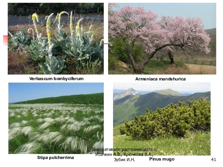 Verbascum bombyciferum Stipa pulcherrima Armeniaca mandshurica Pinus mugo Декоративное растениеводство, Исачкин А.В., Крючкова В.А., Зубик И.Н.