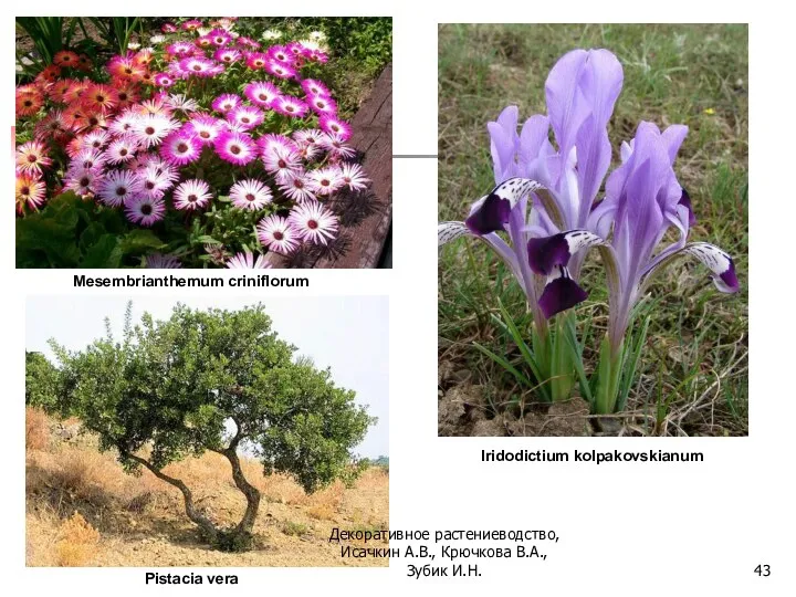 Mesembrianthemum criniflorum Iridodictium kolpakovskianum Pistacia vera Декоративное растениеводство, Исачкин А.В., Крючкова В.А., Зубик И.Н.