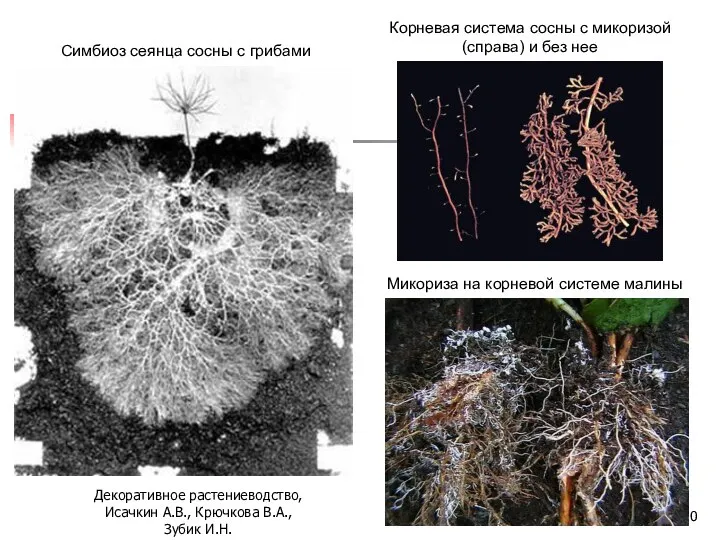 Симбиоз сеянца сосны с грибами Корневая система сосны с микоризой (справа) и