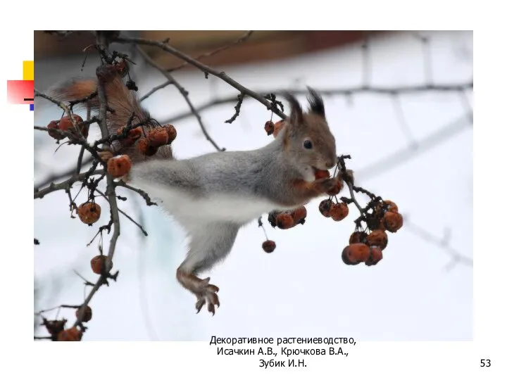 Декоративное растениеводство, Исачкин А.В., Крючкова В.А., Зубик И.Н.