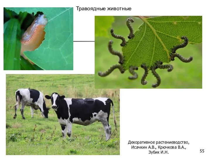 Травоядные животные Декоративное растениеводство, Исачкин А.В., Крючкова В.А., Зубик И.Н.