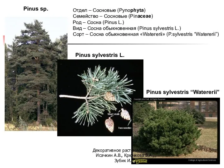 Pinus sp. Pinus sylvestris L. Pinus sylvestris “Watererii” Отдел – Сосновые (Pynophyta)
