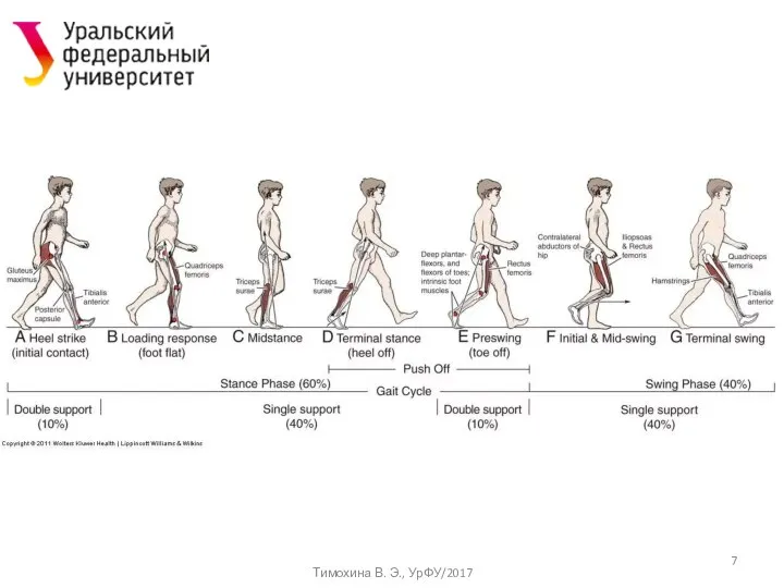Тимохина В. Э., УрФУ/2017