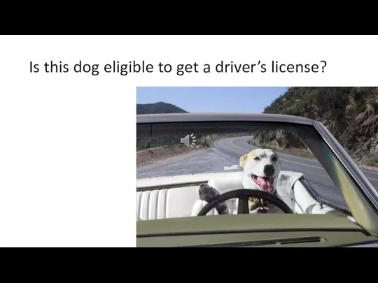 Is this dog eligible to get a driver’s license?