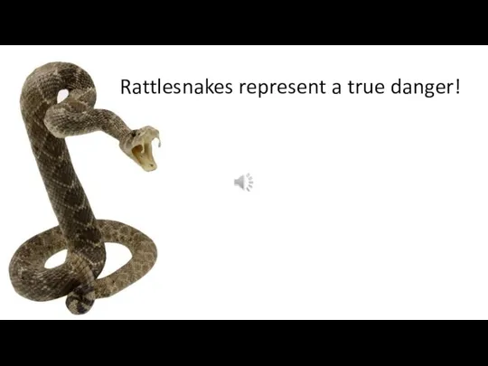 Rattlesnakes represent a true danger!