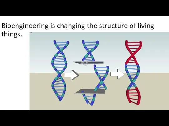 Bioengineering is changing the structure of living things.