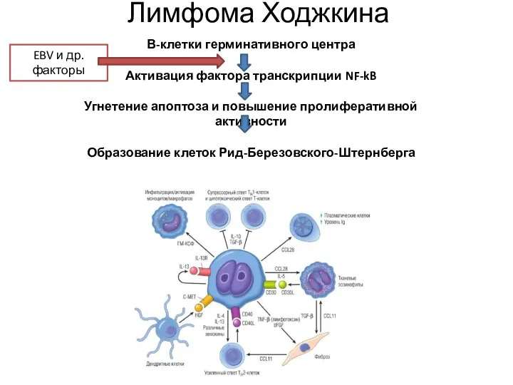Лимфома Ходжкина В-клетки герминативного центра Активация фактора транскрипции NF-kB Угнетение апоптоза и