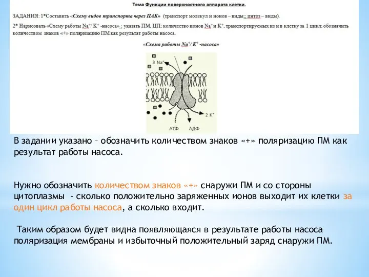 В задании указано – обозначить количеством знаков «+» поляризацию ПМ как результат