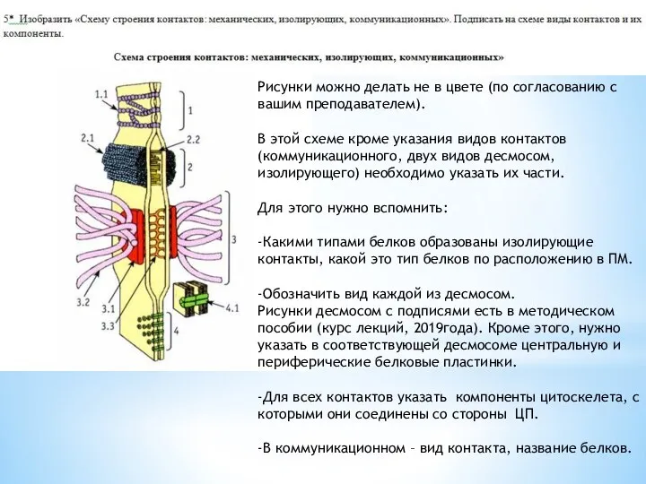 Рисунки можно делать не в цвете (по согласованию с вашим преподавателем). В