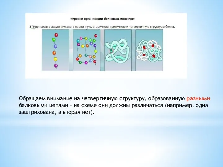 Обращаем внимание на четвертичную структуру, образованную разными белковыми цепями – на схеме