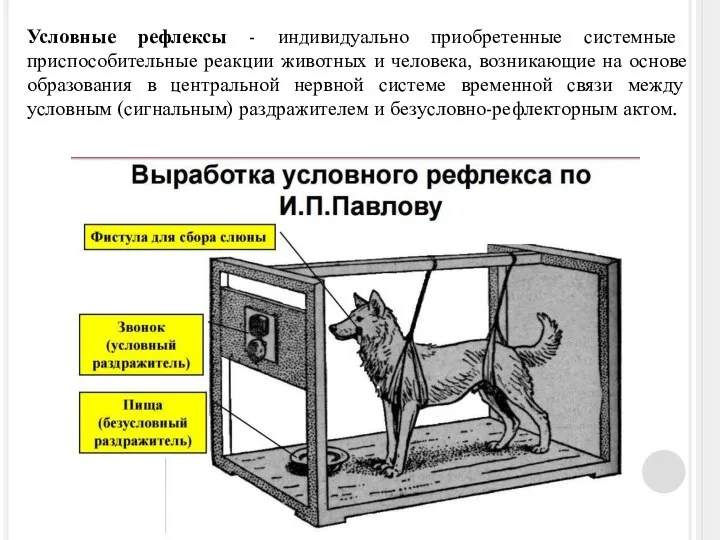 Условные рефлексы - индивидуально приобретенные системные приспособительные реакции животных и человека, возникающие