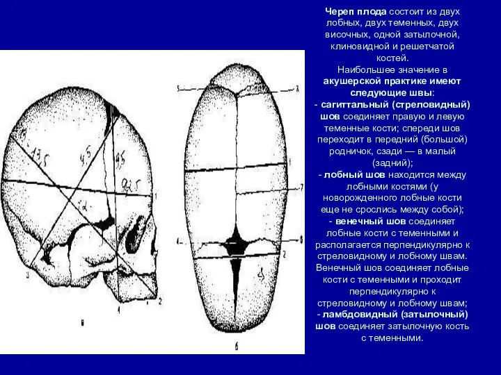 Череп плода состоит из двух лобных, двух теменных, двух височных, одной затылочной,