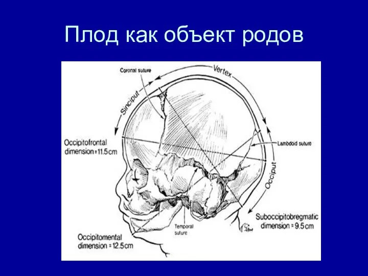 Плод как объект родов