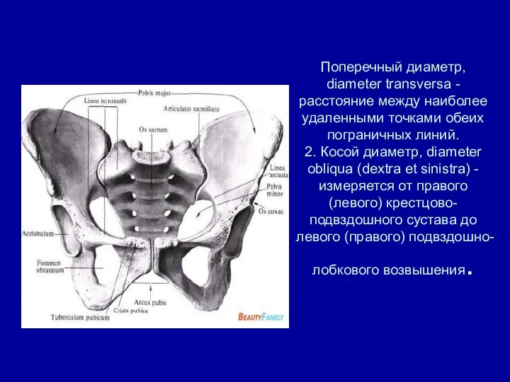 Поперечный диаметр, diameter transversa - расстояние между наиболее удаленными точками обеих пограничных