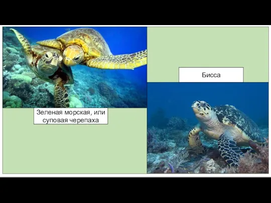 Зеленая морская, или суповая черепаха Бисса
