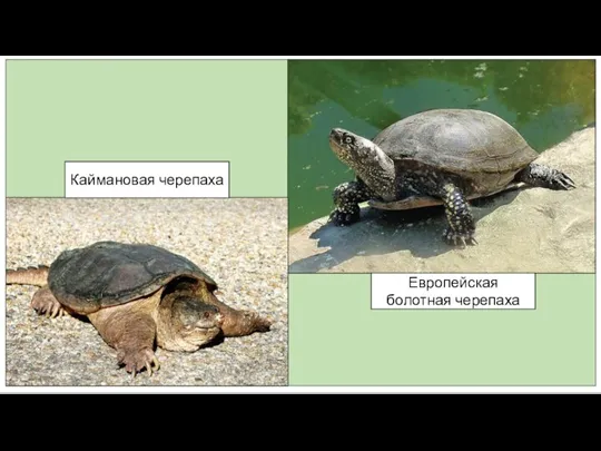 Каймановая черепаха Европейская болотная черепаха