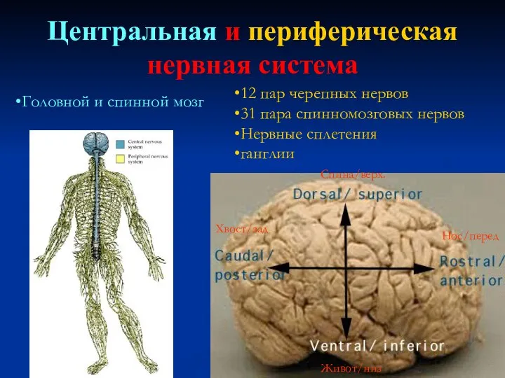Центральная и периферическая нервная система 12 пар черепных нервов 31 пара спинномозговых