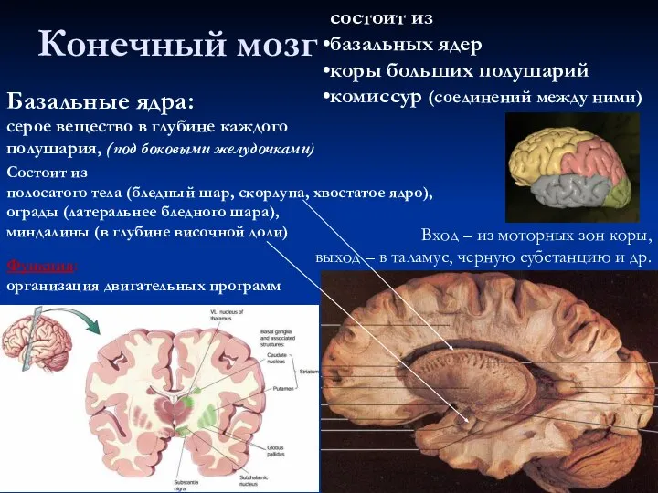 Конечный мозг состоит из базальных ядер коры больших полушарий комиссур (соединений между