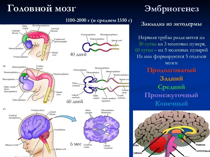 Эмбриогенез 40 дней 60 дней 6 мес Закладка из эктодермы Нервная трубка