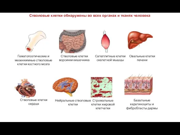 Стволовые клетки обнаружены во всех органах и тканях человека Гематопоэтические и мезенхимные